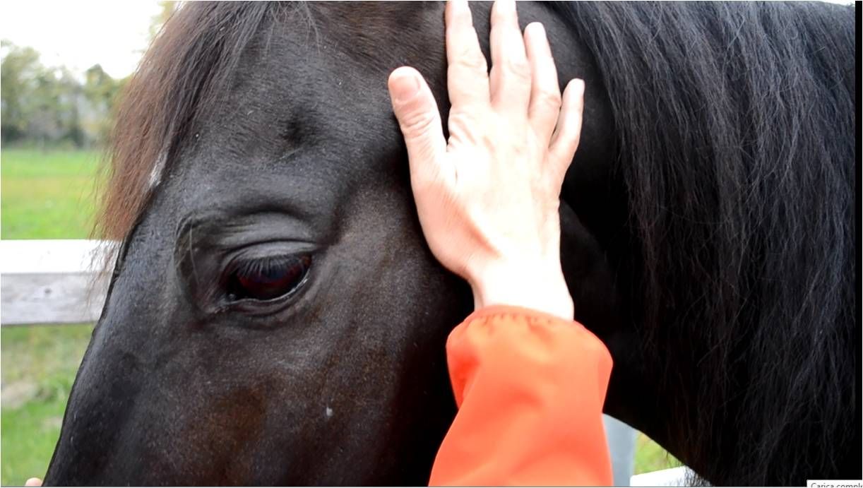 Mano accarezza cavallo